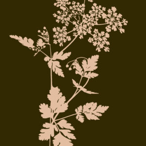 Groen Gipskruid