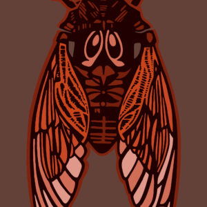 Cicada