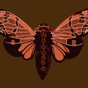 Cicada Vlinder